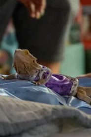 Fay the Lizard biography, age and filmography