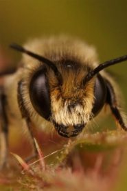 Buzz Bee biography, age and filmography