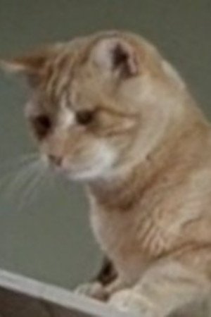 Orangey portrait
